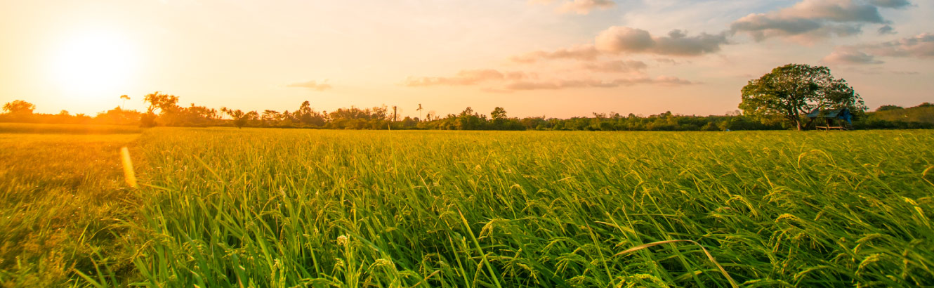 A sunset over a field